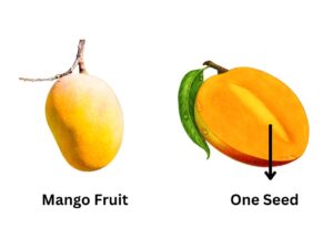 Mango, One Seed Fruits 