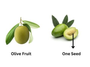 Olive, One Seed Fruits 