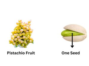 Pistachio Fruit Single Seed 