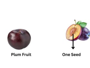 Plum Seed