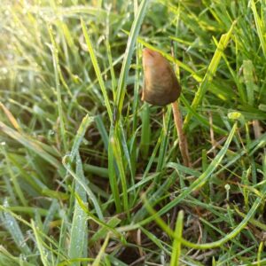 Psilocybe semilanceata