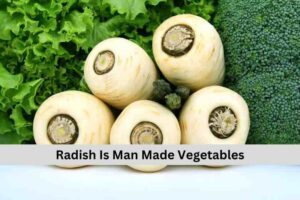 Radish Is Man Made Vegetables 