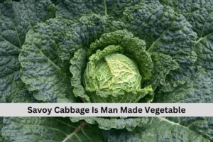 Savoy cabbage 