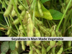 Soyabean Is Man Made Vegetable
