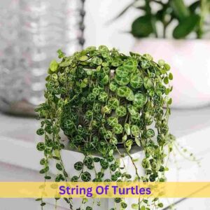 String Of Turtles Flower 