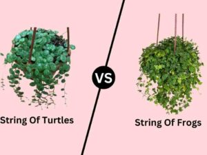 String Of Turtles vs String Of Frogs 