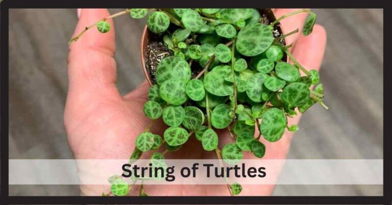 String Of Turtles: A Complete Growing Guide