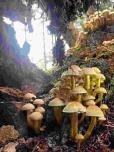 Sulphur tuft 