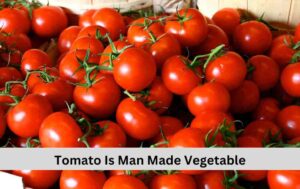 Tomatoes, Man Made Vegetables 