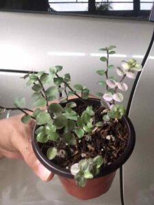 Variegated String Of Turtles In Pot Hold By Hand