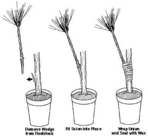 Veneer Grafting Procedure 