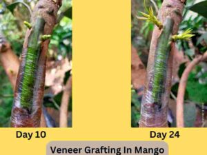 Veneer Grafting In Mango 