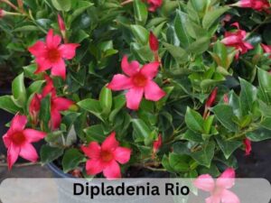 Dipladenia Rio