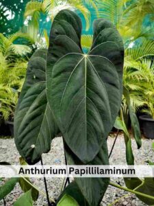 Anthurium Papillilaminum