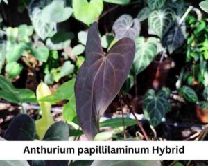 Anthurium Papillilaminum hybrid 