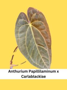 Anthurium Papillilaminum x Carlablackiae