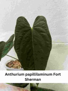 Anthurium papillilaminum Fort Sherman