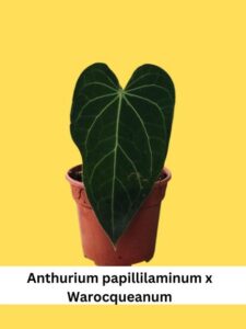 Anthurium papillilaminum x Warocqueanum