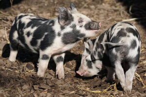 Aksai black pied pig