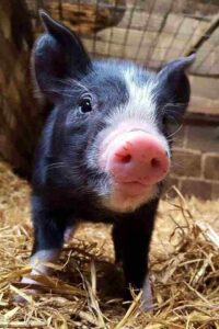 Berkshire pig in barn facing forward 