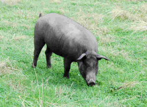 Black Iberian Pig 