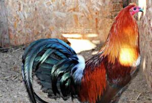 Brown Red Gamefowl