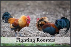 Fighting roosters