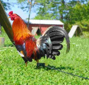 Kelso, Fighting Rooster 