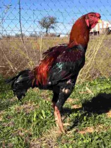 Malay Gamefowl