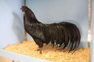 Shamo Chicken 