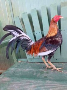 Spanish Gamefowl