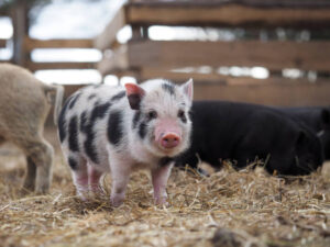 Black And White Pig Breeds With Images