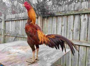 Thai gamefowl