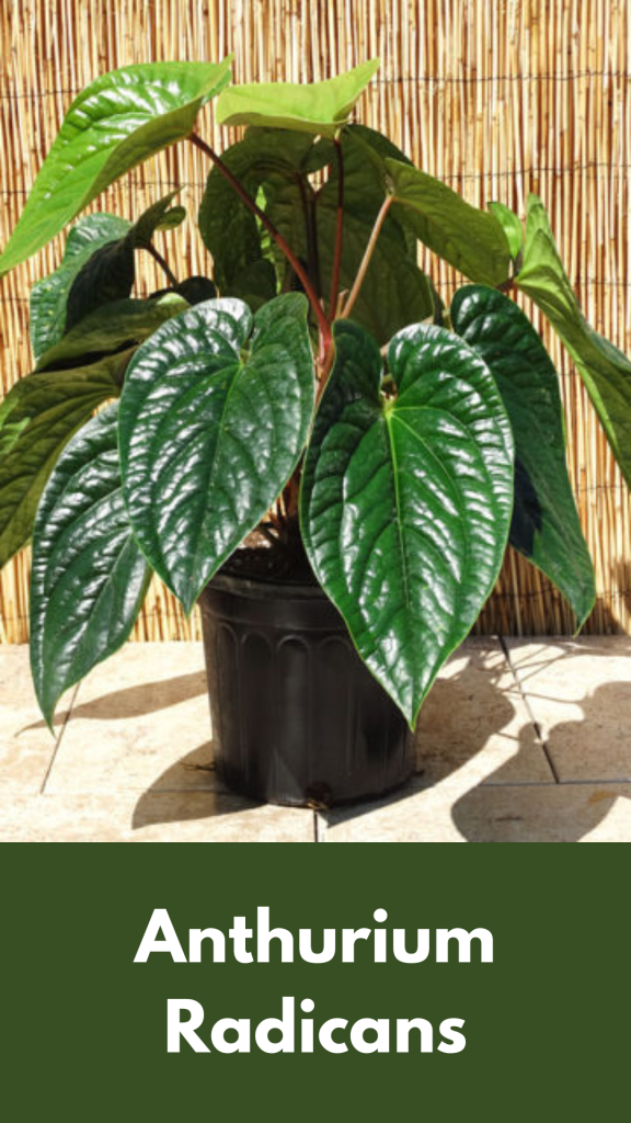 Anthurium Radicans: Benefits, Care and Propagation