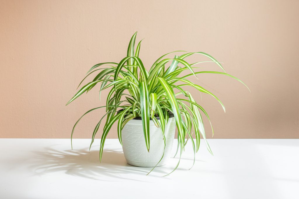 Green Spider Plant: Price, Care and Propagation Guide