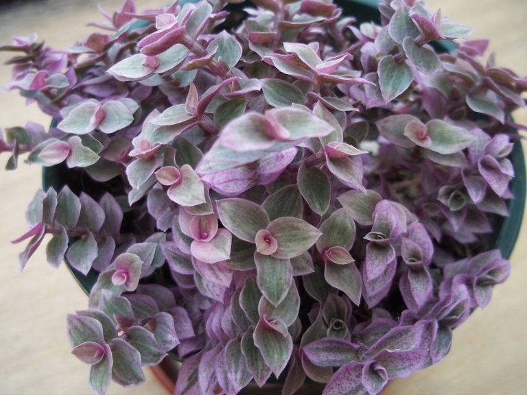 Callisia Repens Pink Panther Plant: Price, Benefits, Care and Propagation Guide