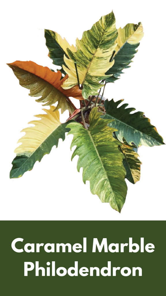 Caramel Marble Philodendron - Care and Propagate Guide