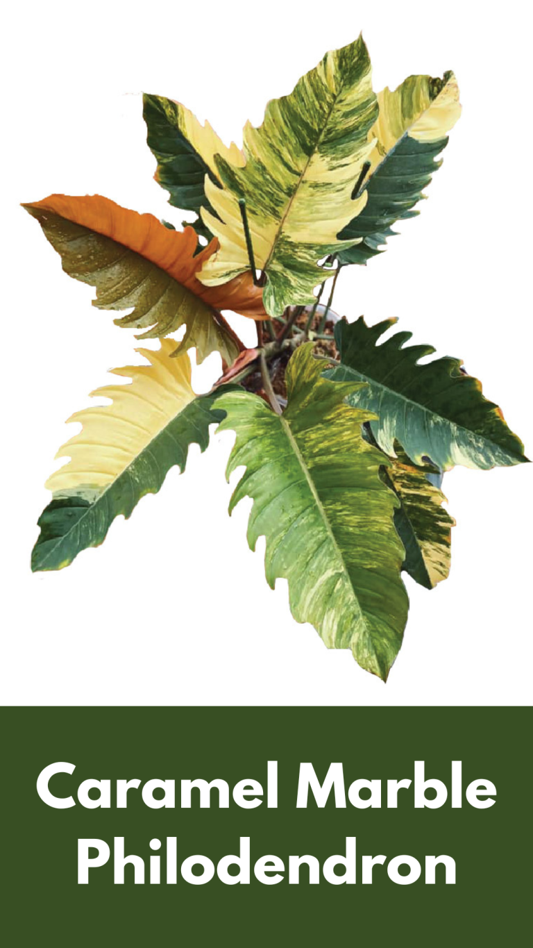 Caramel Marble Philodendron – Care and Propagate Guide