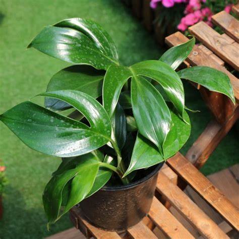 Dragon Tail Plant: Price, Benefits, Care and Propagation Guide