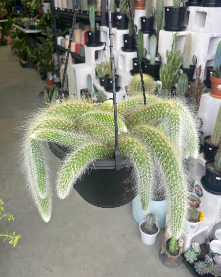 Monkey Tail Cactus (Cleistocactus Colademononis) Care and Propagate Guide