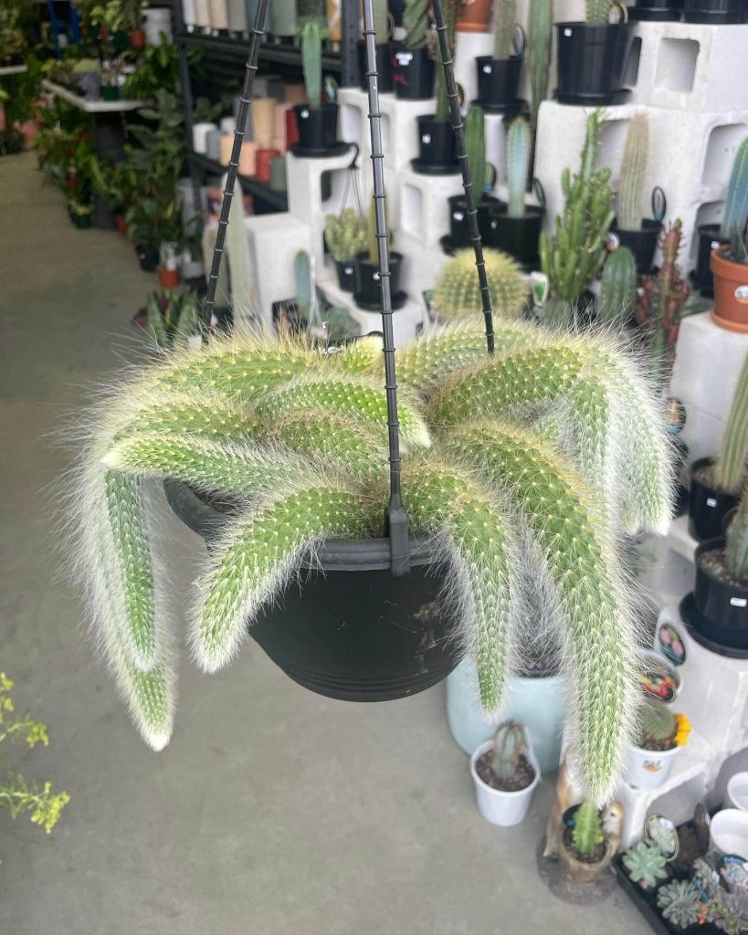 Monkey Tail Cactus (Cleistocactus Colademononis) Care and Propagate