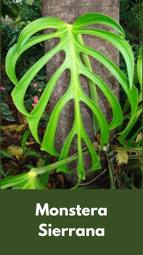 Monstera Sierrana: Benefits, Care and Propagation