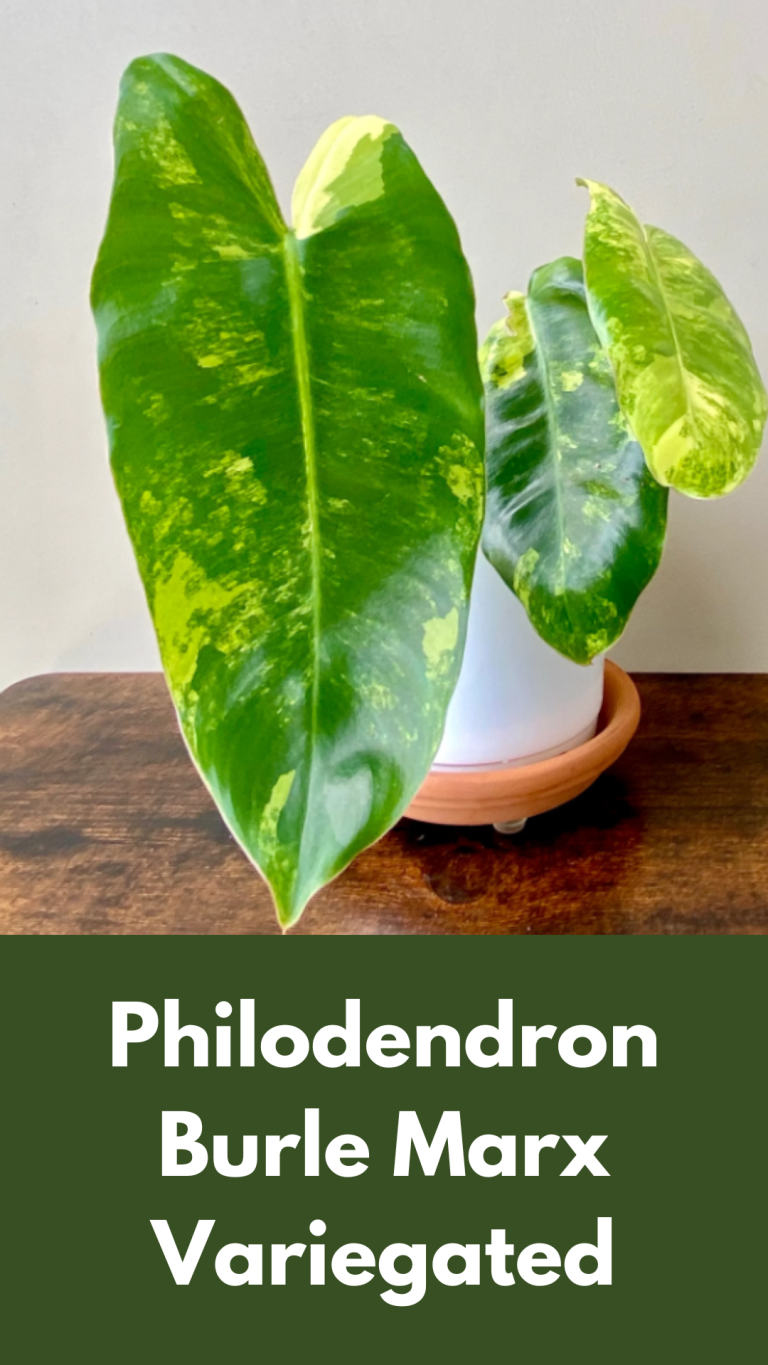 Philodendron Burle Marx Variegated – Care and Propagation