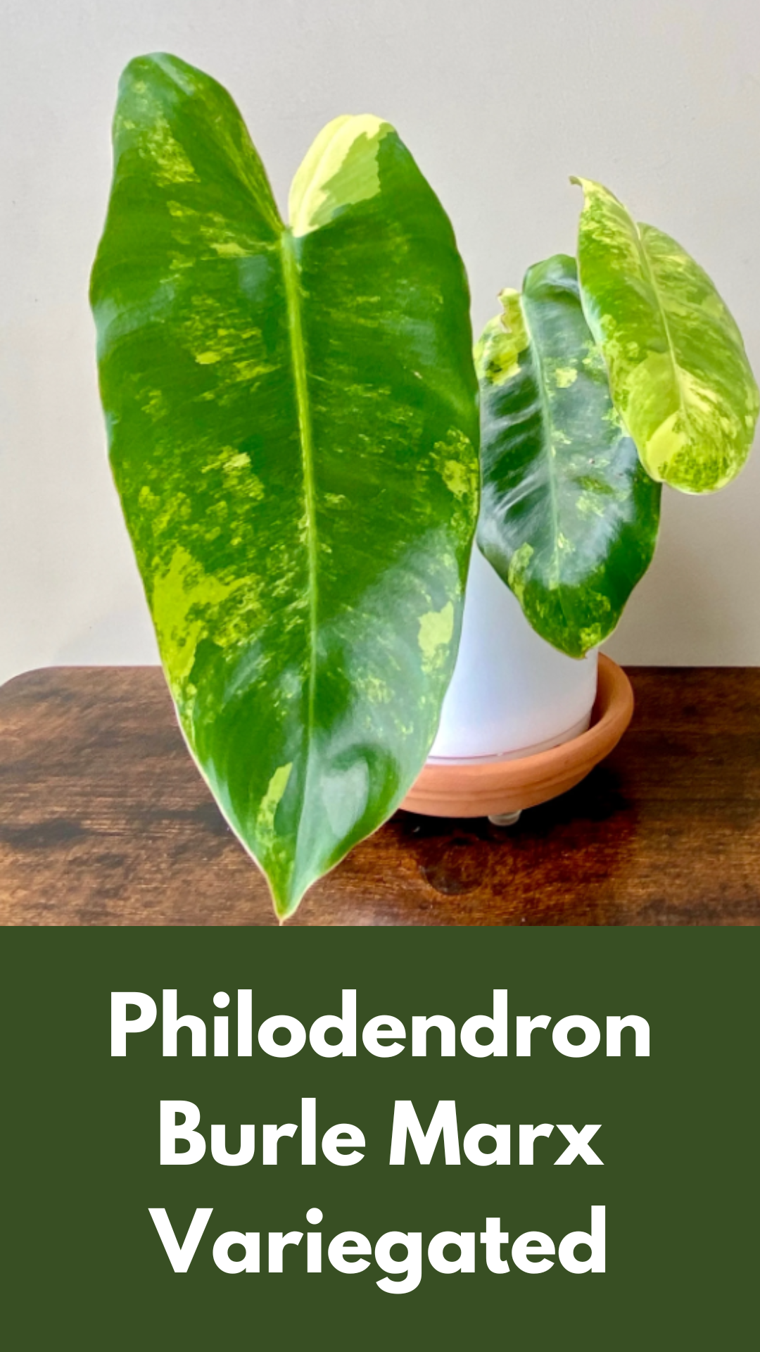 Variegated Philodendron Burle Marx