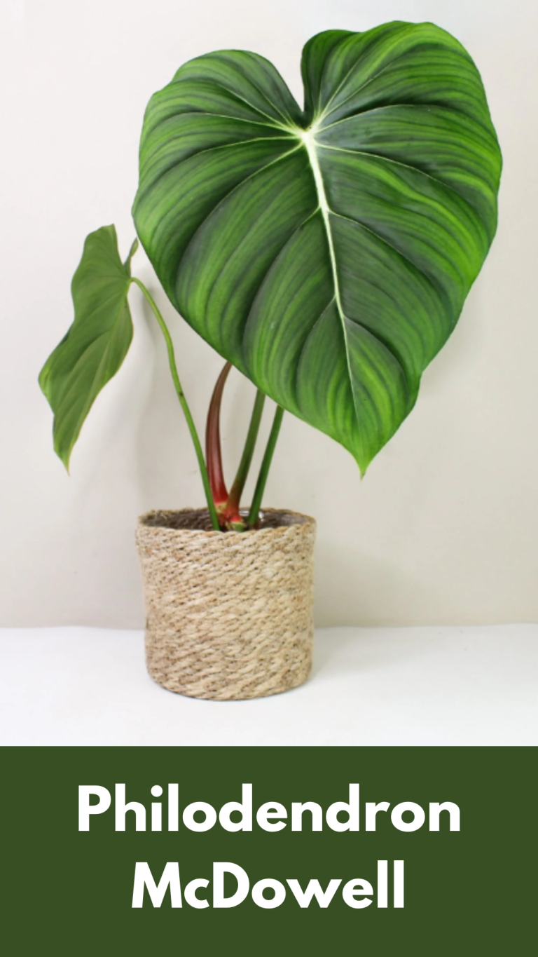 Philodendron McDowell: Benefits, Care and Propagation