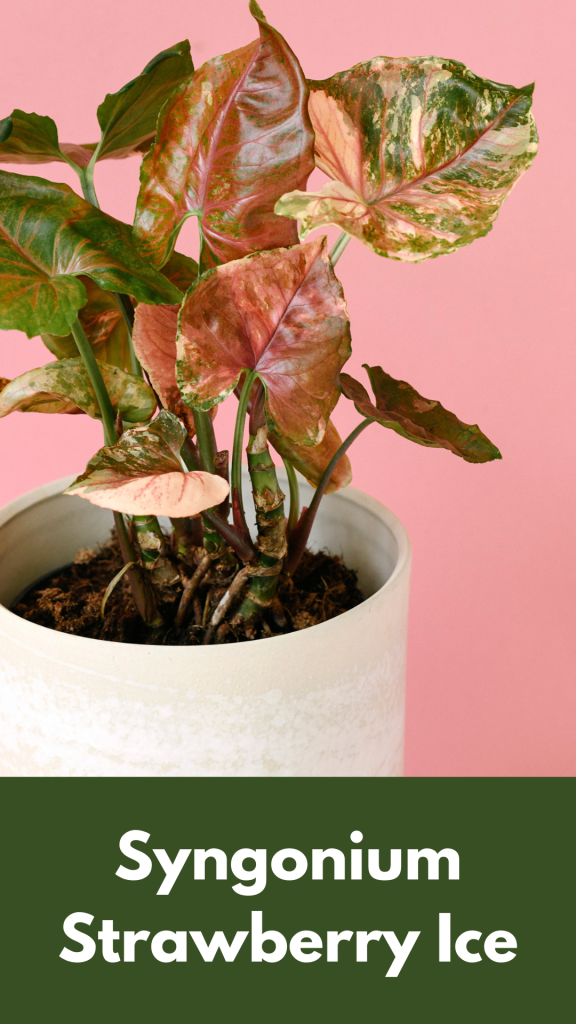 Syngonium Strawberry Ice: Benefits, Care and Propagation