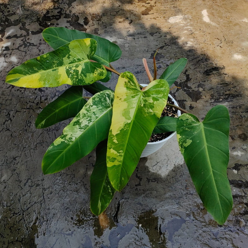 Philodendron Whipple Way: Price, Benefits, Care and Propagation Guide