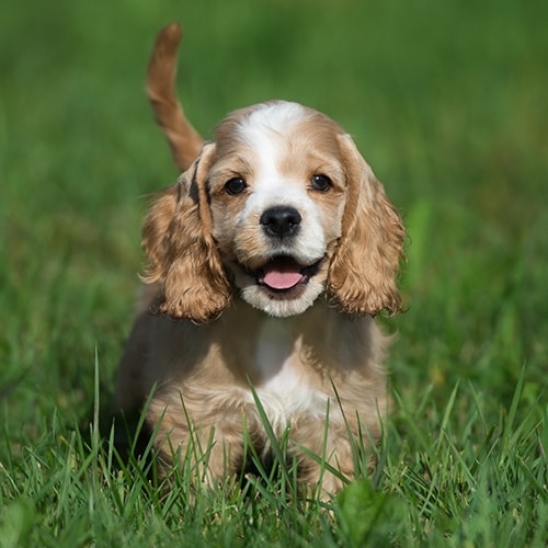 Cocker Spaniel Price In Nepal – How Much And Where To Buy