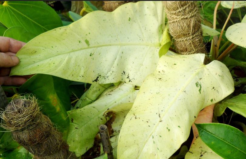 Philodendron Whipple Way: Price, Benefits, Care and Propagation Guide