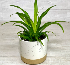 Green Spider Plant: Price, Care And Propagation Guide